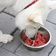 Raw meat increases resistant E. coli risk in dogs, study finds