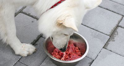 Raw meat increases resistant E. coli risk in dogs, study finds