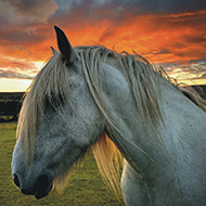 Fell pony photo wins competition