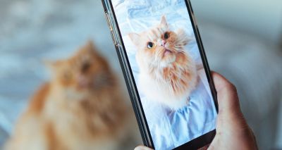 Artificial intelligence could recognise pain in cats, study finds