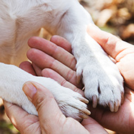 King's Speech should address animal welfare, RSPCA says