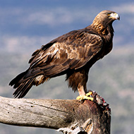 Golden eagle disappears in 