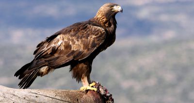 Golden eagle disappears in 