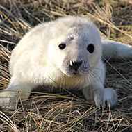 First pups of the season born at biggest seal colony