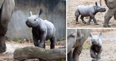 Rare rhino born at Chester Zoo