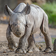 Rare rhino born at Chester Zoo
