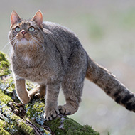 Scottish wildcat interbreeding recent phenomenon, studies find