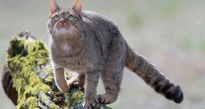Scottish wildcat interbreeding recent phenomenon, studies find