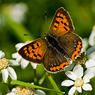 Butterfly population grows in Scotland