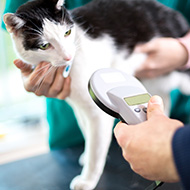Battersea highlights importance of cat microchips