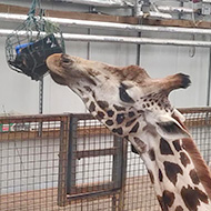 Scottish zoo prototypes giraffe enrichment system