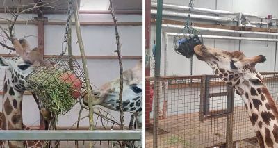 Scottish zoo prototypes giraffe enrichment system