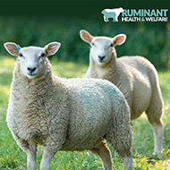 Sheep industry launches welfare strategy