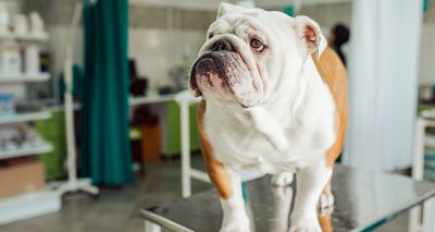 Advertising Standards Authority criticised for flat-faced dog advert