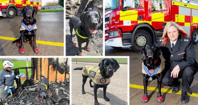 Fire investigation dog receives PDSA medal
