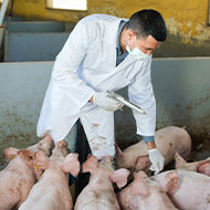 Antibiotic sales for farmed animals fall to record low