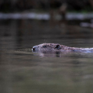 Beavers back in Cairngorms after 400 years