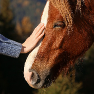 Online advice hub launched for horse owners