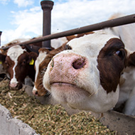 Bluetongue cases confirmed in Norfolk