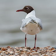 Winter gull count to measure avian flu impact