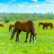 Thoroughbred racehorses may lack vitamin D, study finds