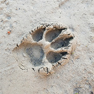 Search dog who served for 12 years dies