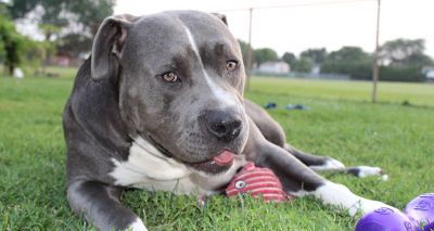 RCVS publishes new XL bully advice