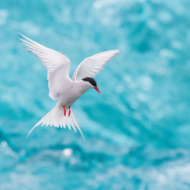 Climate change could threaten seabird populations, study finds