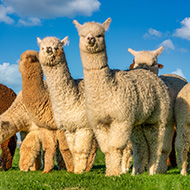 Gold standards needed for alpaca care, researchers say
