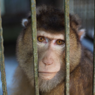 England to tighten pet primate laws