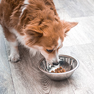 Charity coalition provides over a million meals to pets