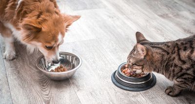Charity coalition provides over a million meals to pets