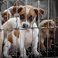 Penalty notices to be introduced for kept animal offences