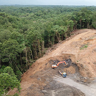 New law to reduce products made through illegal deforestation
