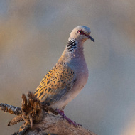 Nature reserve expanded to help save turtle doves