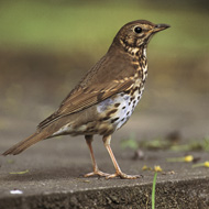 RSPB announces Big Garden Birdwatch 2024