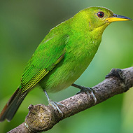 Rare half-male, half-female bird captured on film