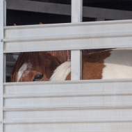 EU proposes new limits on transporting animals