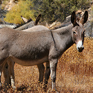 Moratorium on donkey skin trade endorsed by African Union