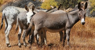 Moratorium on donkey skin trade endorsed by African Union