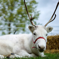 Reindeer receives treatment for eyelid tumour