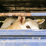 Bill introduced to ban live animal exports
