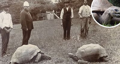 World's oldest land animal celebrates 191st birthday
