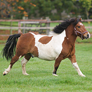 Experienced pony owners not preventing obesity, study finds