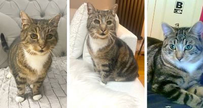 Cat believed dead found after 11 years