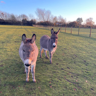 Abandoned donkeys rescued by Donkey Sanctuary