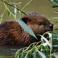 Sanctuary welcomes three beaver kits 