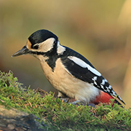 Scotland's changing bird species reveal climate change impact