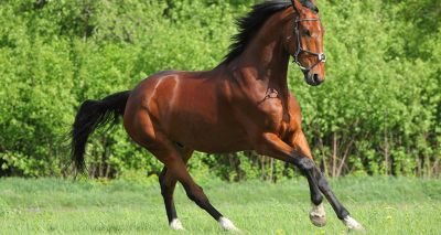 Thoroughbred fracture risk linked to collagen, study finds