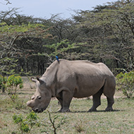 Scientists achieve world's first rhino embryo transfer